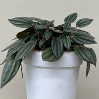 Peperomia San Marino 4"