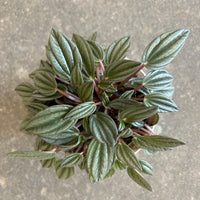 Peperomia San Marino