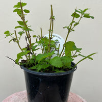 Organic Lemon Balm, Melissa officinalis