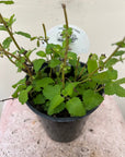 Organic Lemon Balm, Melissa officinalis