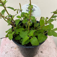 Organic Lemon Balm, Melissa officinalis