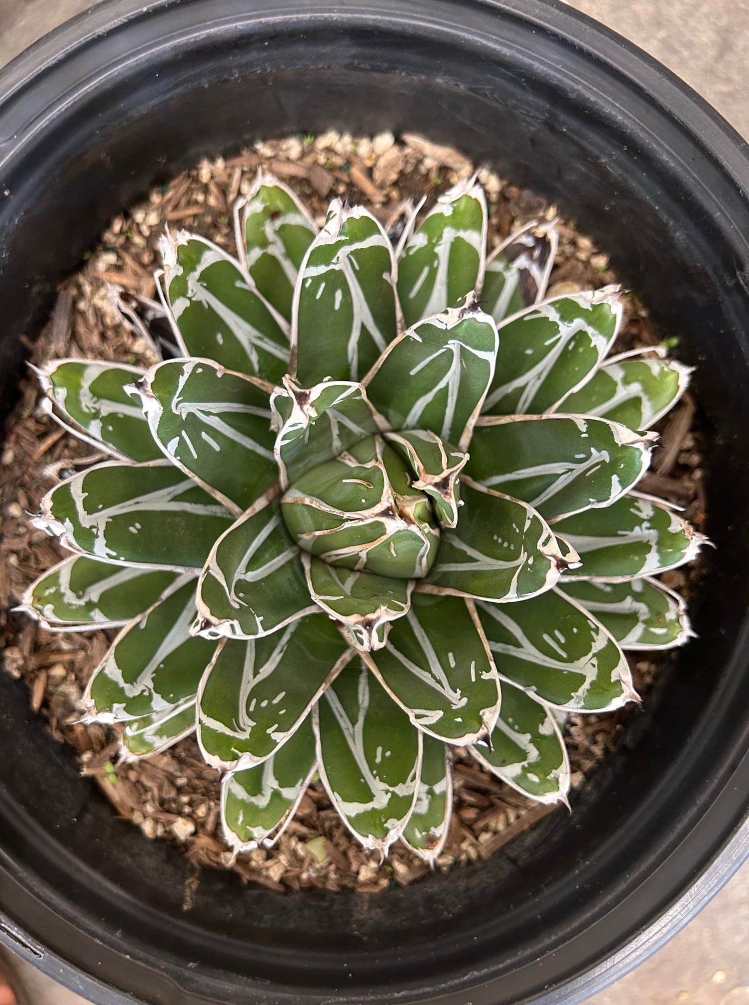 agave victoriae reginae pflege Agave victoriae-reginae – Plant Material