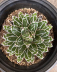 Agave victoriae-reginae