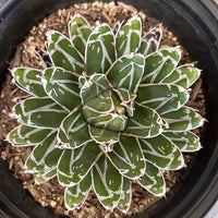 Agave victoriae-reginae