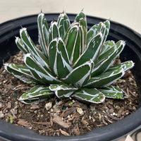 Agave victoriae-reginae
