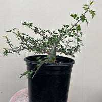 Bursera fagaroides, Fragrant Bursera