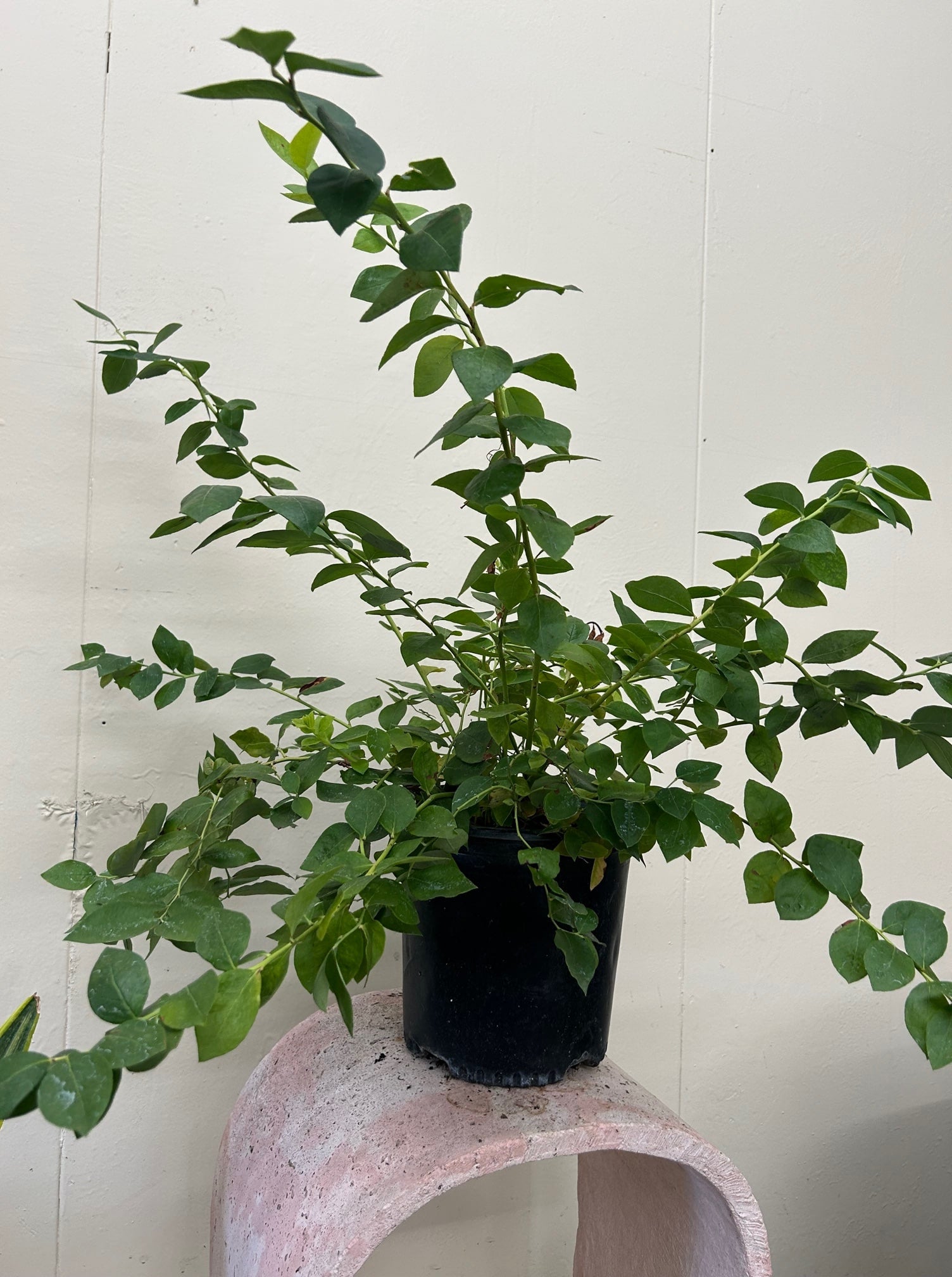 Emerald Blueberry – Plant Material