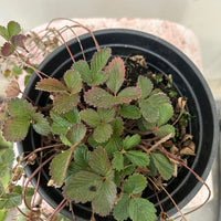 Fragaria vesca 'Montana de Oro, Montana De Oro Wood Strawberry
