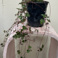 Fragaria vesca 'Montana de Oro, Montana De Oro Wood Strawberry 1 Gallon