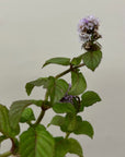Mentha citrata, Bergamot Mint flower