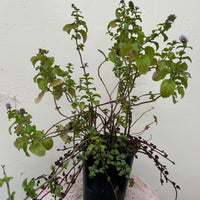 Mentha citrata, Bergamot Mint