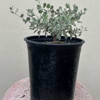 Hyptis emoryi 'Silver Lining', Desert Lavender