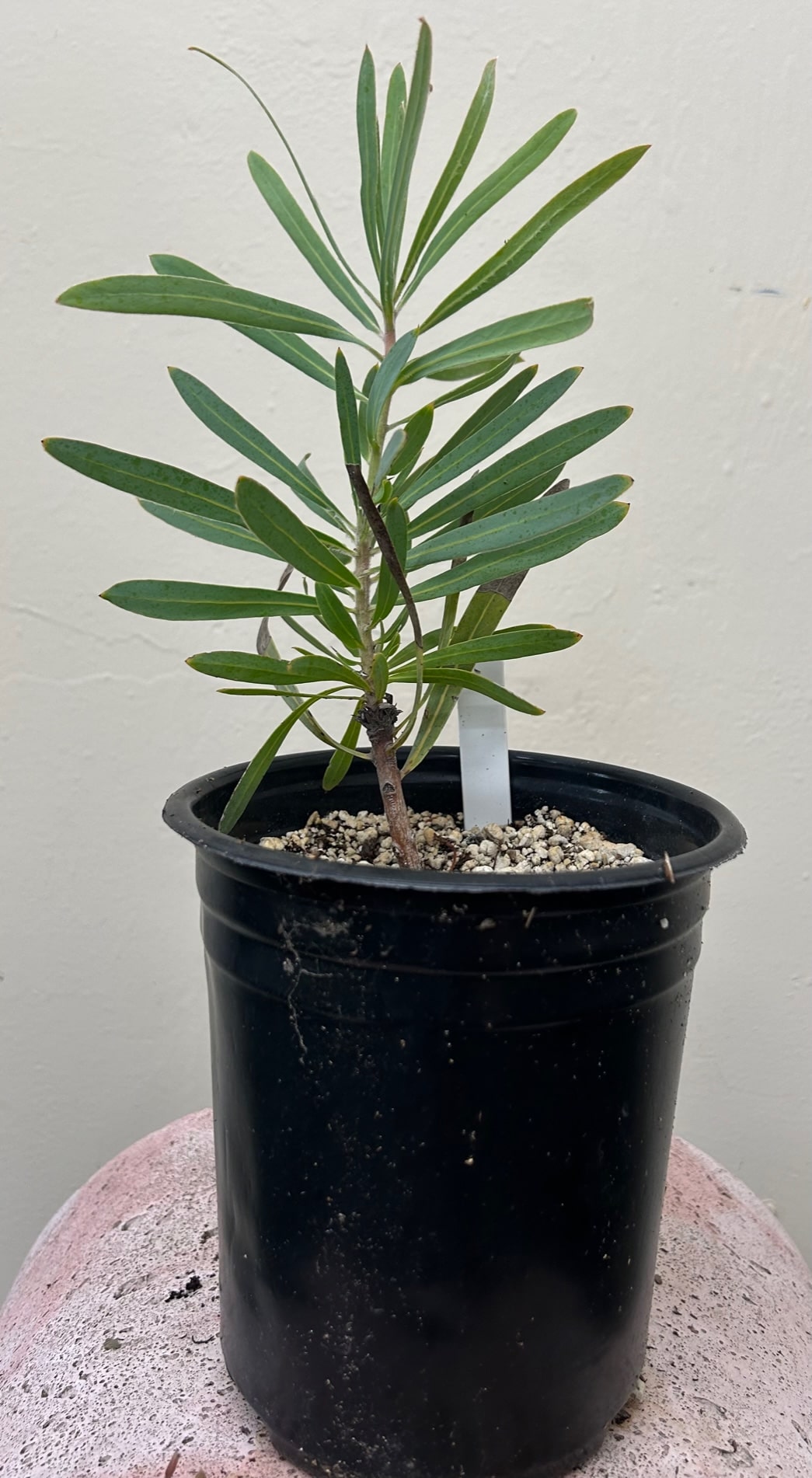 Protea pink mink 1 Gallon