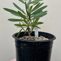 Protea pink mink 1 Gallon