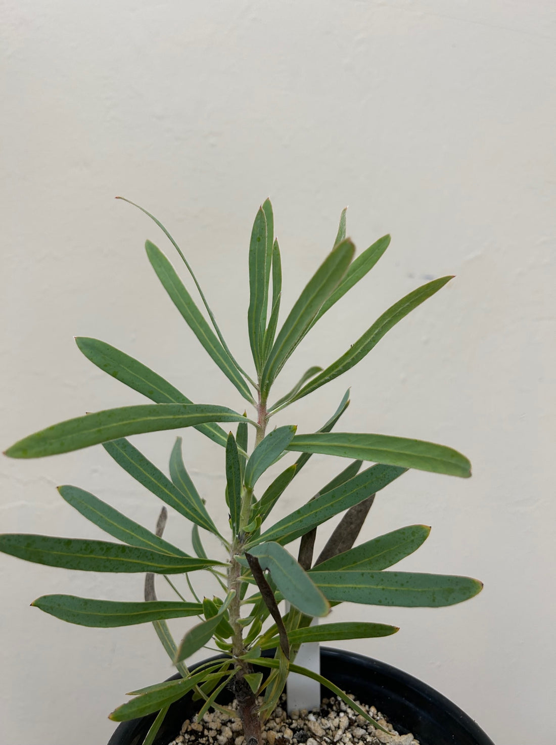 Protea pink mink foliage