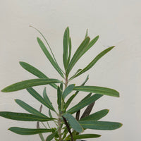 Protea pink mink foliage