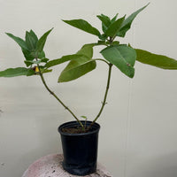 Lepichinia hastata, Mexican Pitcher Sage 1 Gallon