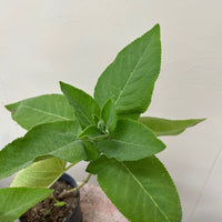 Lepichinia hastata, Mexican Pitcher Sage foliage