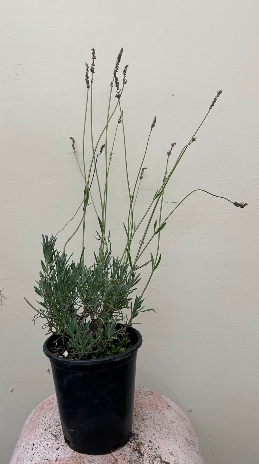 sensational lavender plant Lavandula x intermedia Sensational, French Hybrid – Plant Material