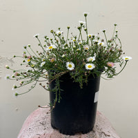 Erigeron karvinskianus, Santa Barbara Daisy