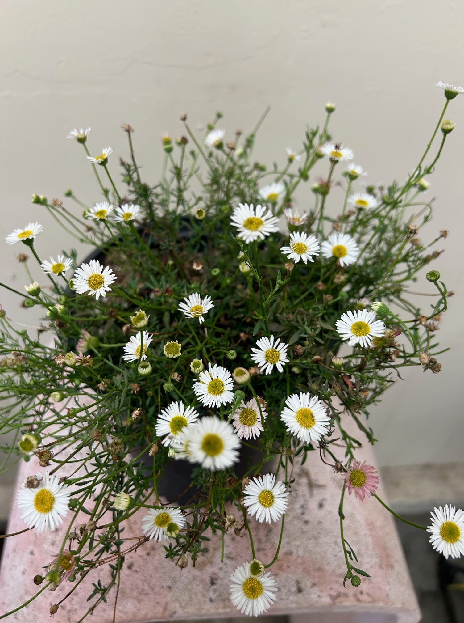 daisy potted plant Erigeron karvinskianus, Santa Barbara Daisy – Plant Material