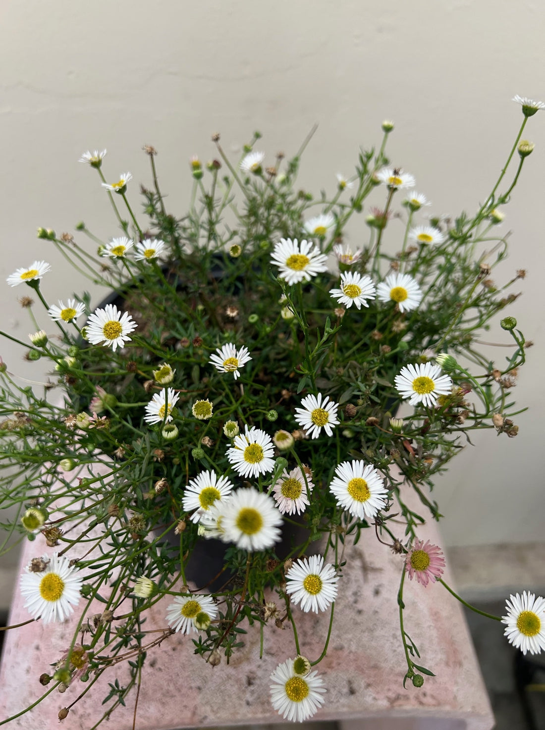 Erigeron karvinskianus, Santa Barbara Daisy flowers