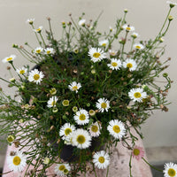 Erigeron karvinskianus, Santa Barbara Daisy flowers