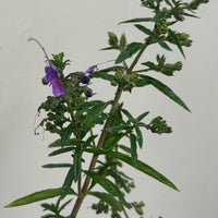 Trichostema lanatum x purpusii 'Midnight Magic' foliage + flowers