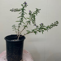 Trichostema lanatum x purpusii 'Midnight Magic'