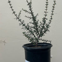 Ceanothus cuneatus, Buck brush
