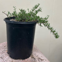 Eriogonum fasciculatum 'Warriner Lytle', Warriner Lytle Buckwheat