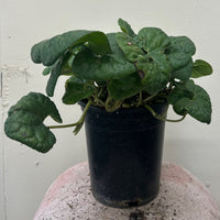 Asarum caudatum, Wild Ginger