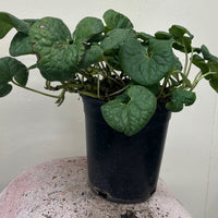 Asarum caudatum, Wild Ginger