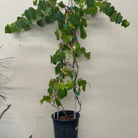 Vitis vinifera 'Interlaken', Table grape Certified Organic