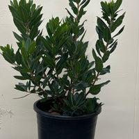 Arbutus unedo 'Compacta', Dwarf Strawberry Tree