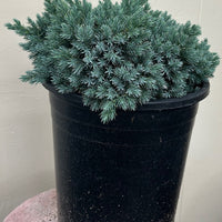Juniperus squamata 'Blue Star', Blue Star Juniper
