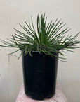 Agave Geminiflora, Twin Flowered Agave 5 Gallon