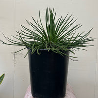 Agave Geminiflora, Twin Flowered Agave 5 Gallon