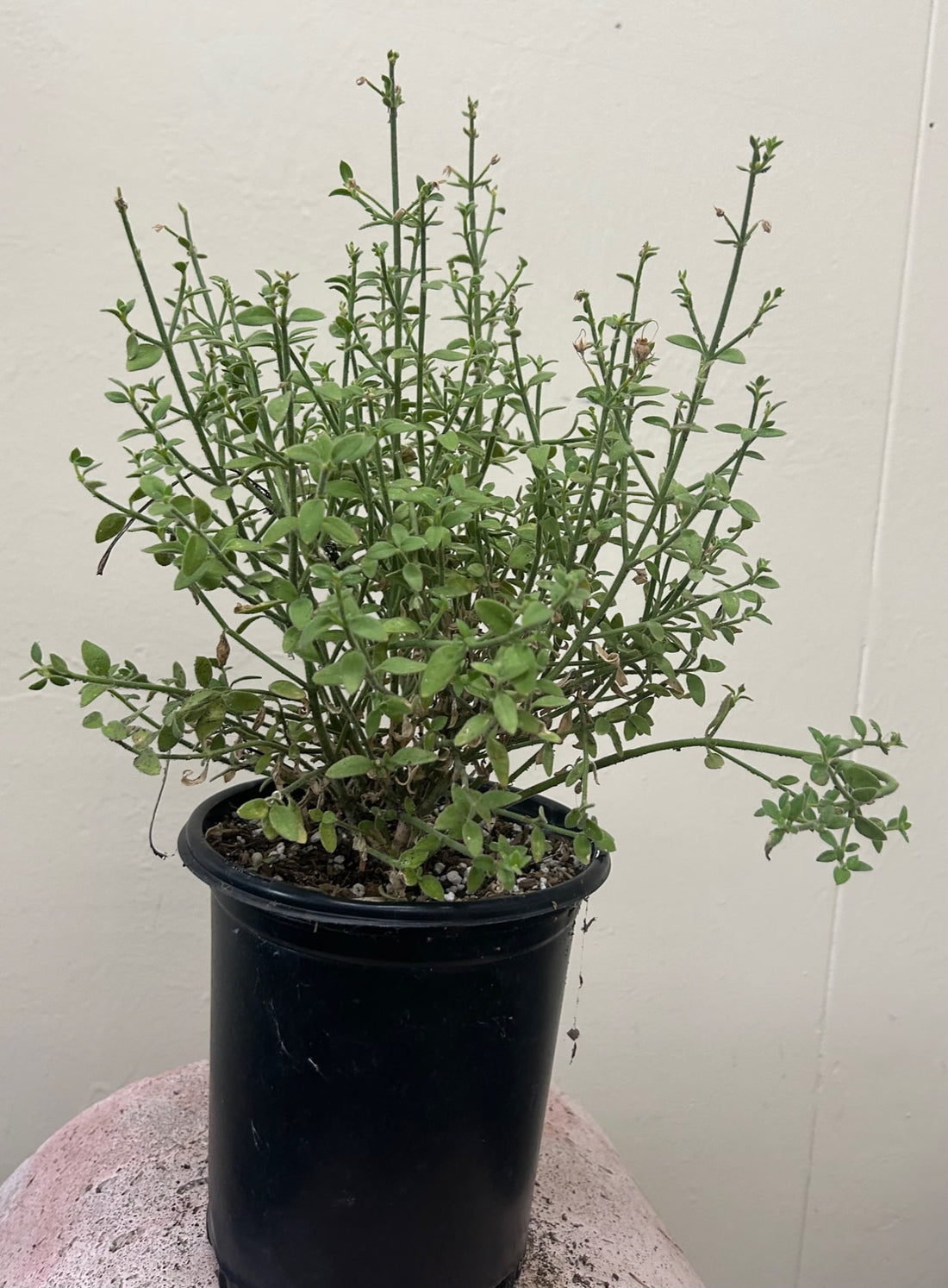 Galvezia juncea, Gambelia juncea 'Gran Canon', Island Snapdragon