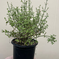 Galvezia juncea, Gambelia juncea 'Gran Canon', Island Snapdragon
