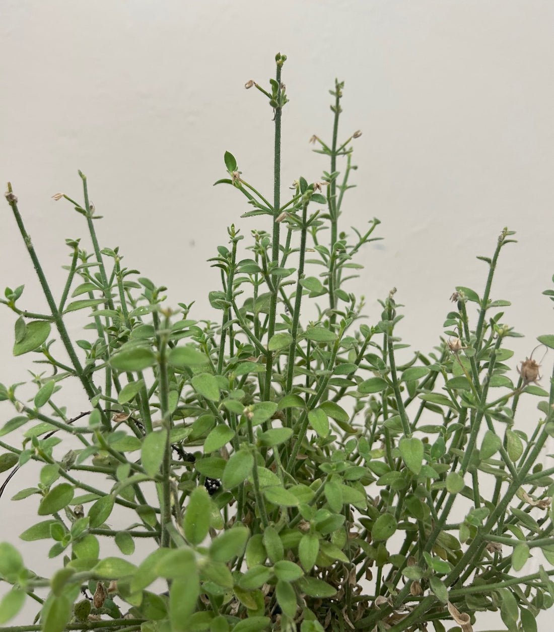 Galvezia juncea, Gambelia juncea 'Gran Canon', Island Snapdragon foliage