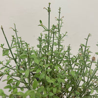 Galvezia juncea, Gambelia juncea 'Gran Canon', Island Snapdragon foliage