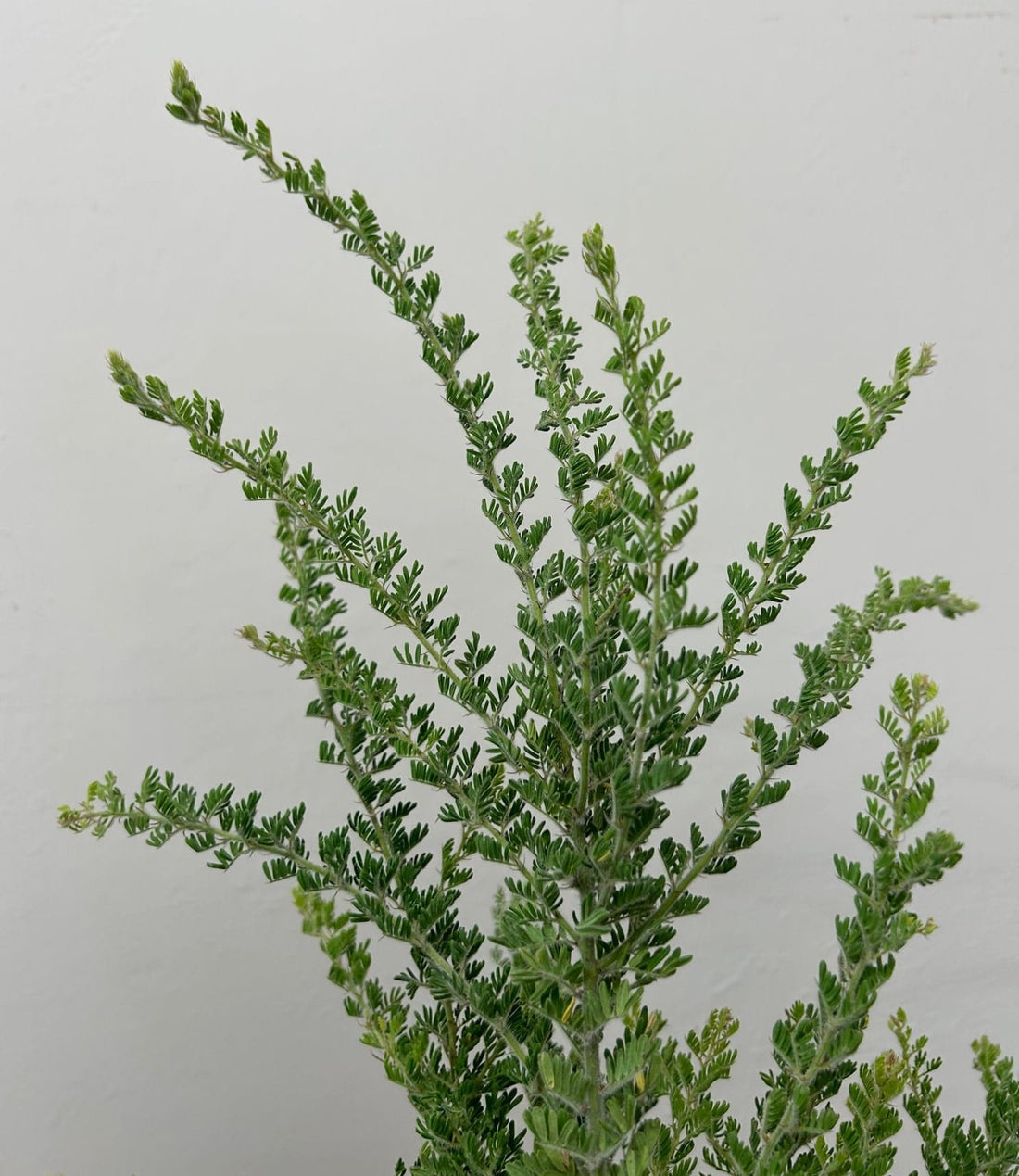 Acacia guinetii, Guinett's Wattle