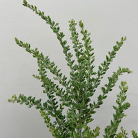 Acacia guinetii, Guinett's Wattle