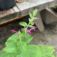 Lepichinia hastata, Mexican Pitcher Sage Flowers