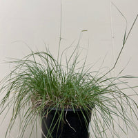 Bouteloua gracilis 'Blonde Ambition', Blue Grama
