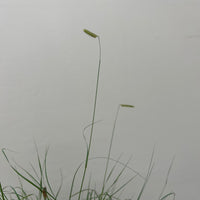 Bouteloua gracilis 'Blonde Ambition', Blue Grama Flower