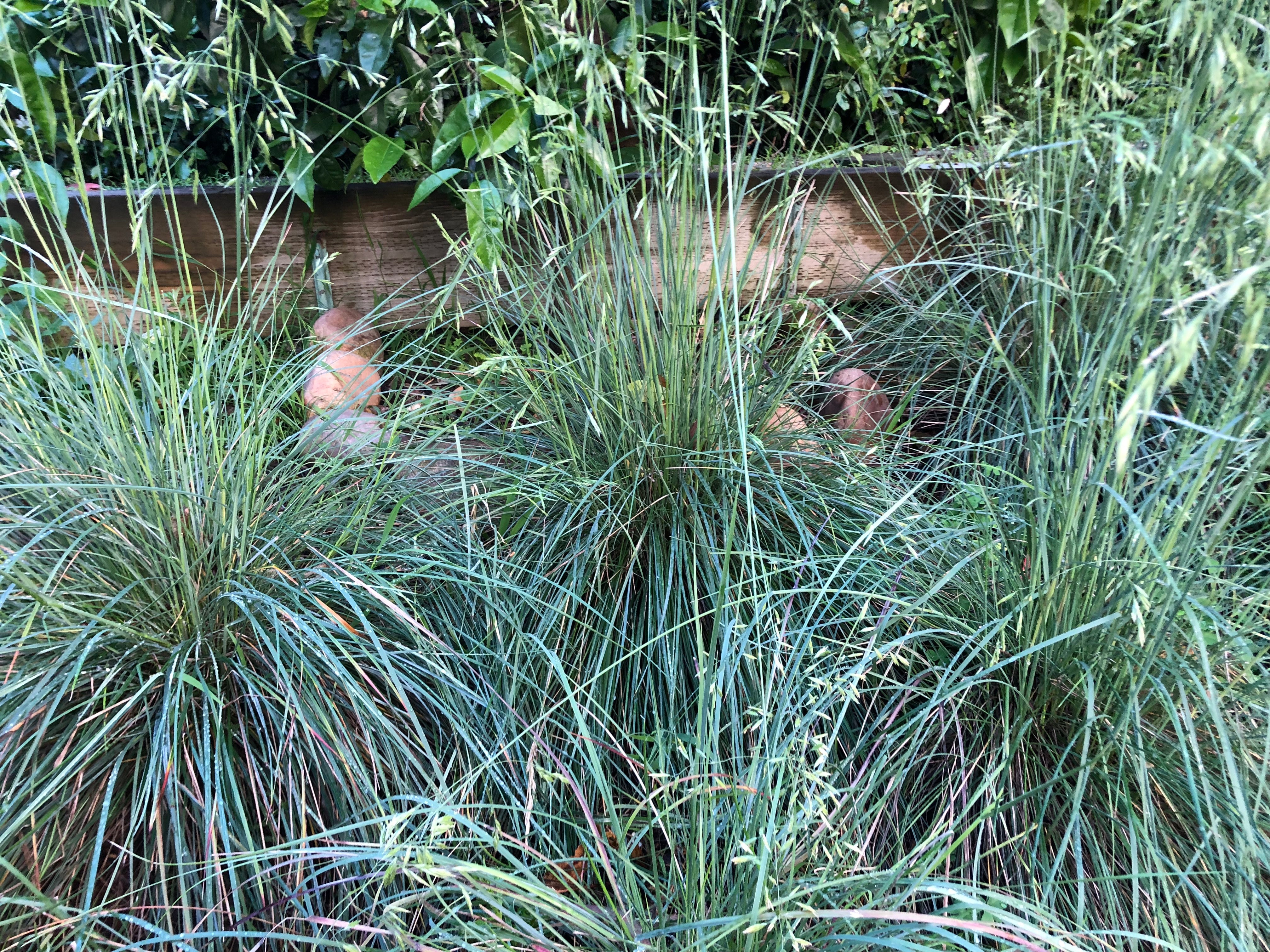 Festuca californica, California Fescue