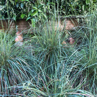 Festuca californica, California Fescue