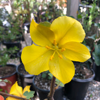 Fremontodendron 'Pacific Sunset' (flannel bush)